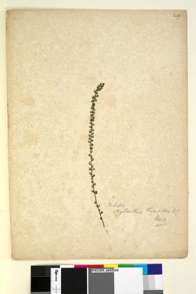Page 249. Perhaps Phyllanthus thymoides by John William Lewin